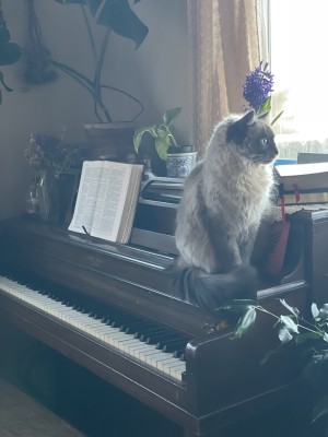 Photo of Poppy