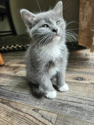 Photo of Bucket