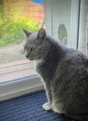 Photo of Grayson