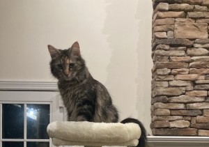 Photo of Daisy
