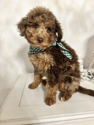 Photo of Bear