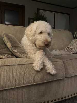 Photo of Bruno