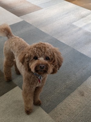 Photo of Latte