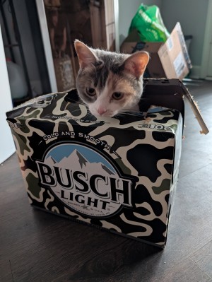 Photo of Mochi