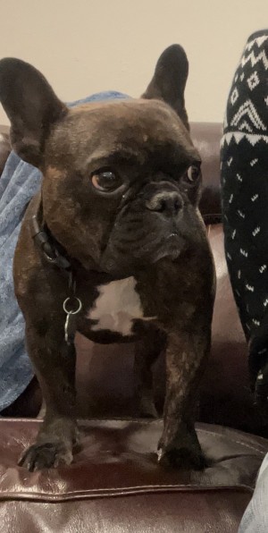 Photo of Brisket