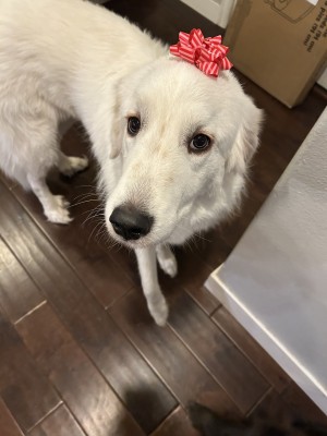 Photo of Juno