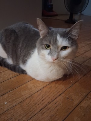 Photo of Garfield