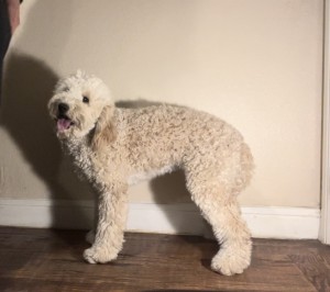 Photo of Lucy