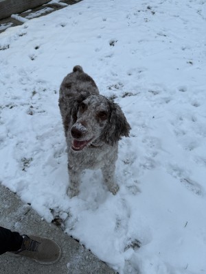 Photo of Boone
