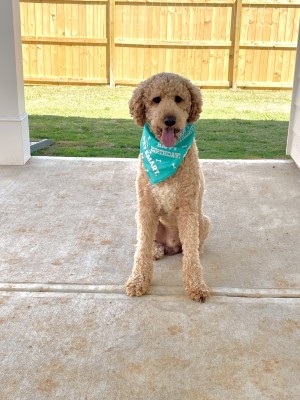 Photo of Jax