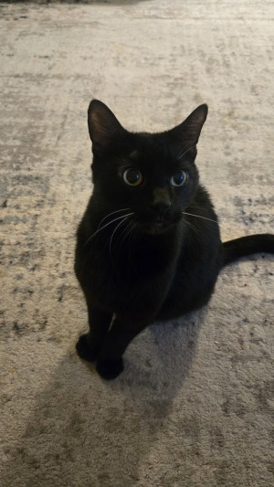 Photo of Binx