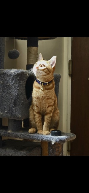 Photo of Finley
