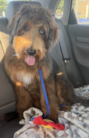Photo of Rockey
