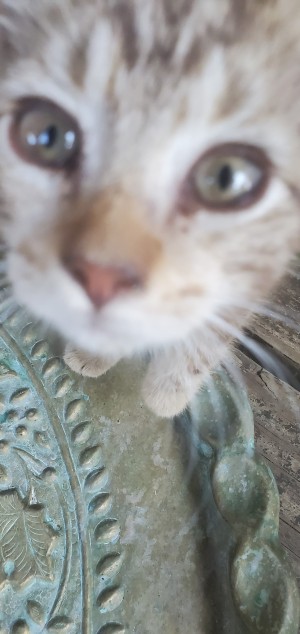 Photo of Teddy