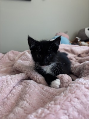Photo of Bean