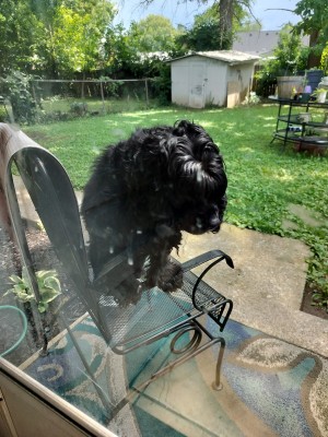 Photo of Ebony