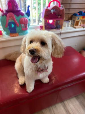 Photo of Peaches