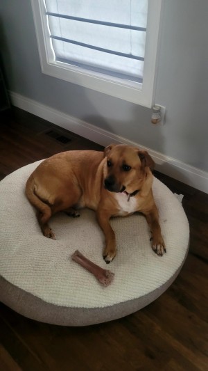 Photo of Dog