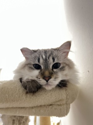 Photo of Lola