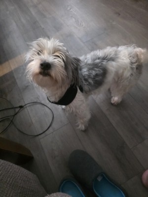 Photo of Jazmine