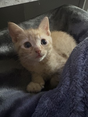 Photo of Tiger