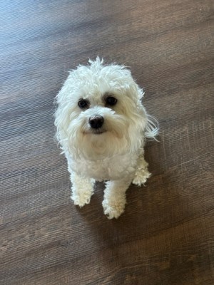 Photo of Lila