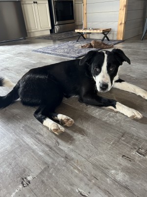 Photo of Ruby