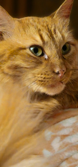 Photo of Oliver