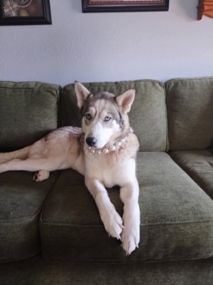 Photo of Pearl