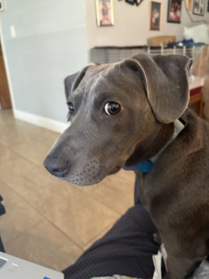 Photo of Rex