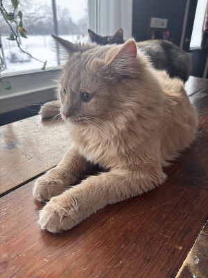 Photo of Homer