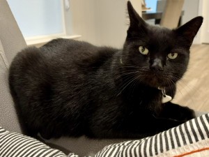 Photo of Luna