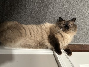 Photo of Pazu
