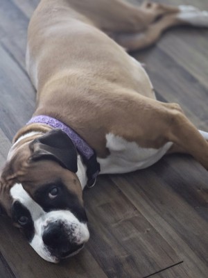 Photo of Stella