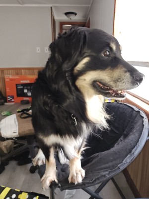 Photo of Bear