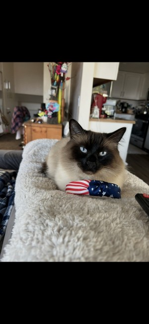 Photo of Bailey