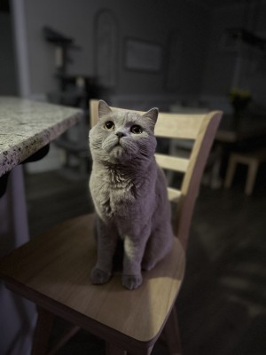 Photo of Astro & Lynx