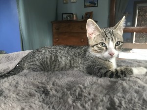 Photo of Chia