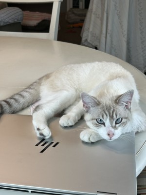 Photo of Clover