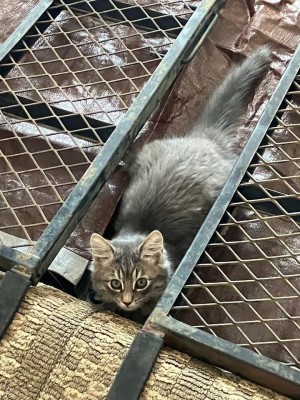 Photo of Missy