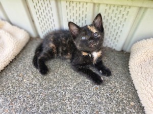 Photo of Euthenia