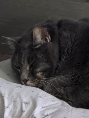 Photo of Morty