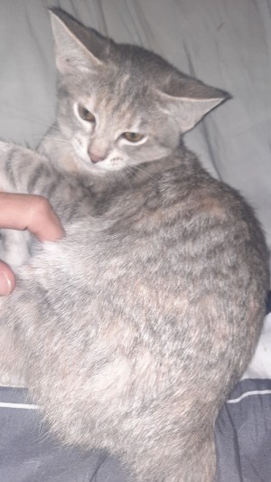 Photo of Butterball