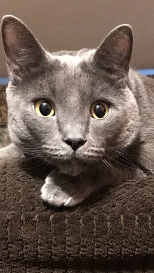 Photo of Shadow
