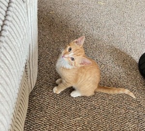 Photo of Marmalade