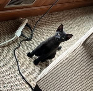 Photo of Shadow