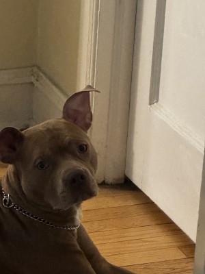 Photo of Simba