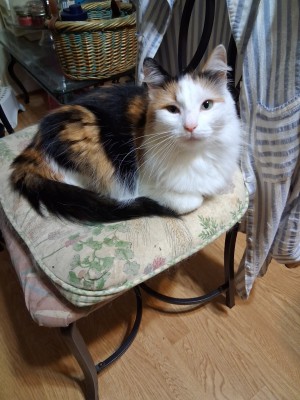 Photo of Bella