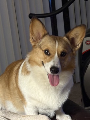 Photo of Lily