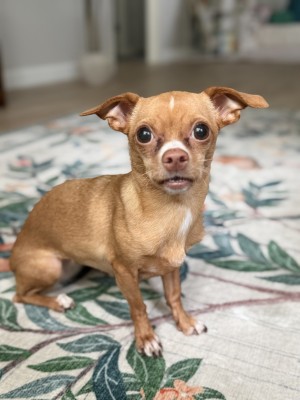 Photo of Penelope
